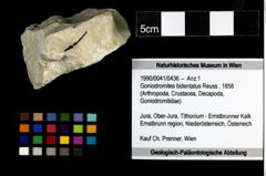 Foto (Objekt + Etiketten) von Goniodromites bidentatus (Reuss, 1858) 